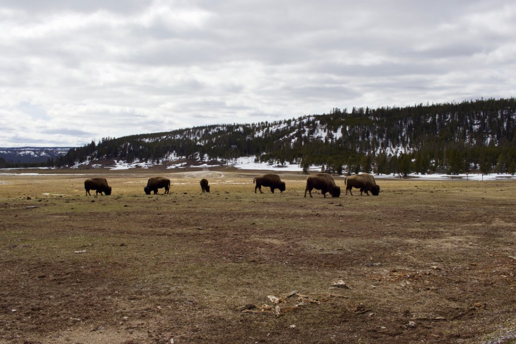 bisons à Yellowstone