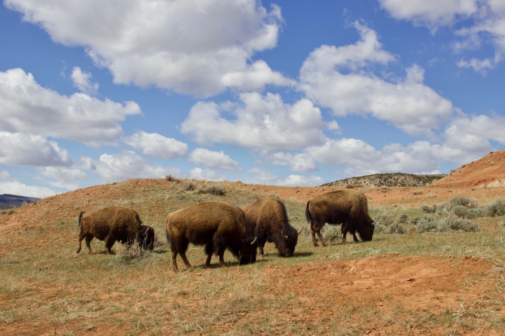 bisons dans les plaine du hot springs state park