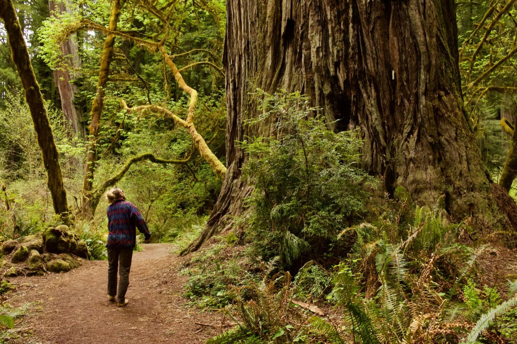 Un sequoia géant dans la forêt de Redwood, avec une personne à côté pour se rendre compte de la taille