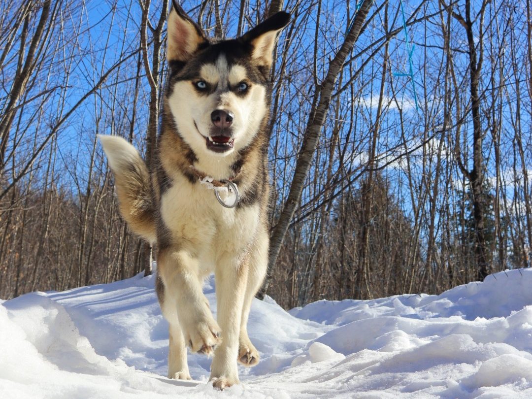 jeune chien de traineau qui court vers l'appareil photo
