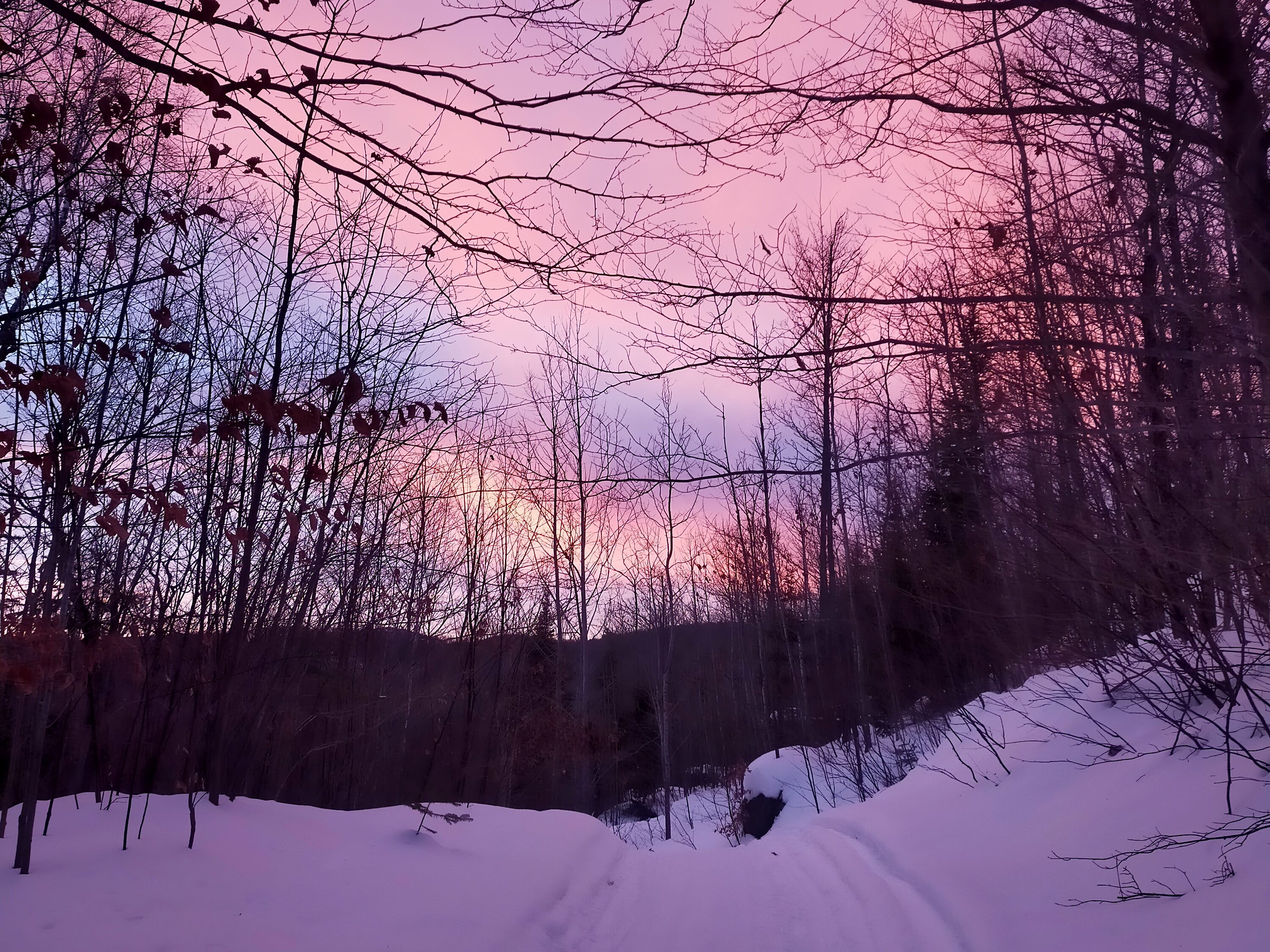 Couché de soleil rose sur les pistes de chien de traîneau