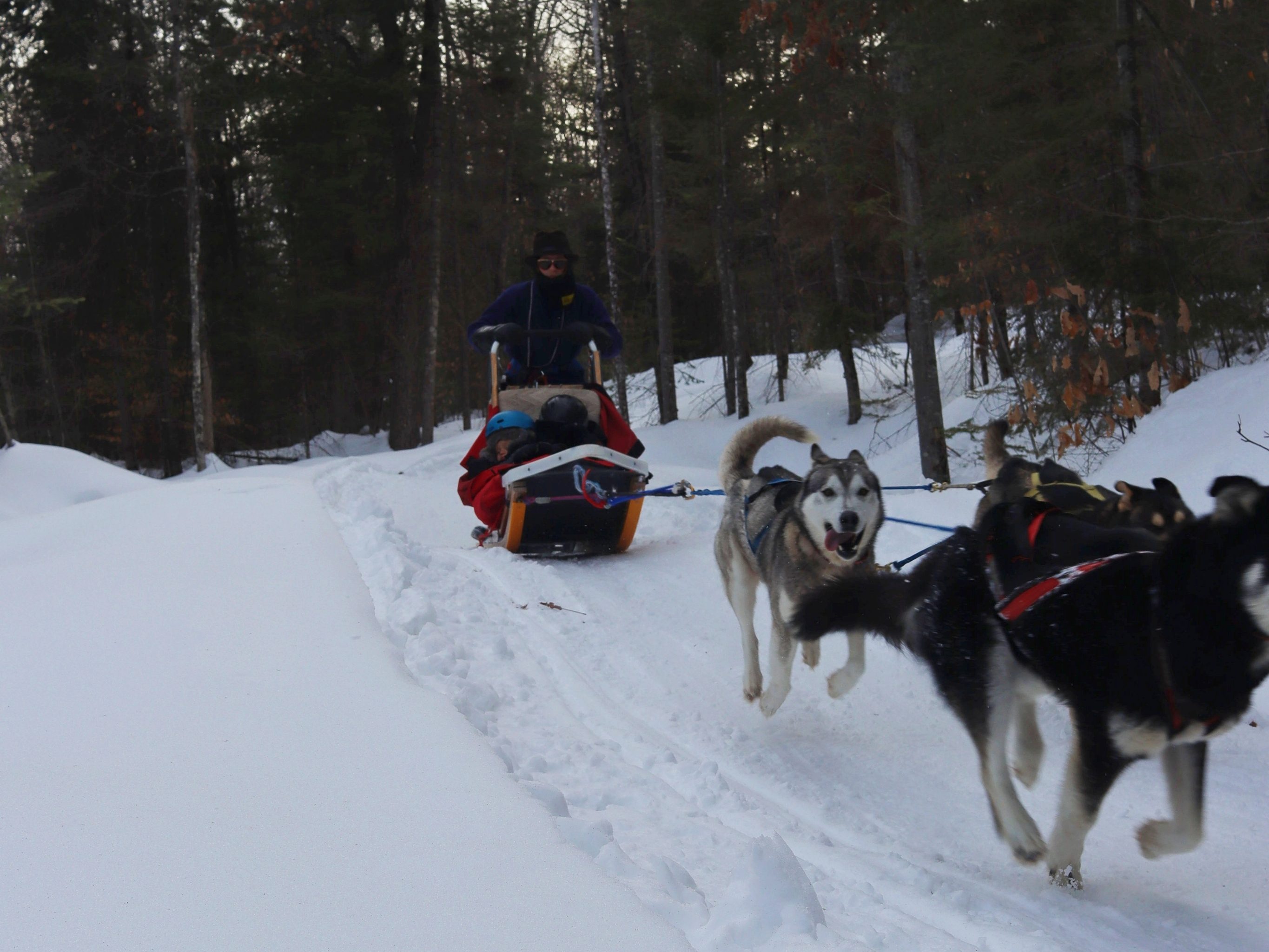 Attelage de chiens de traîneau et leur guide en arrière