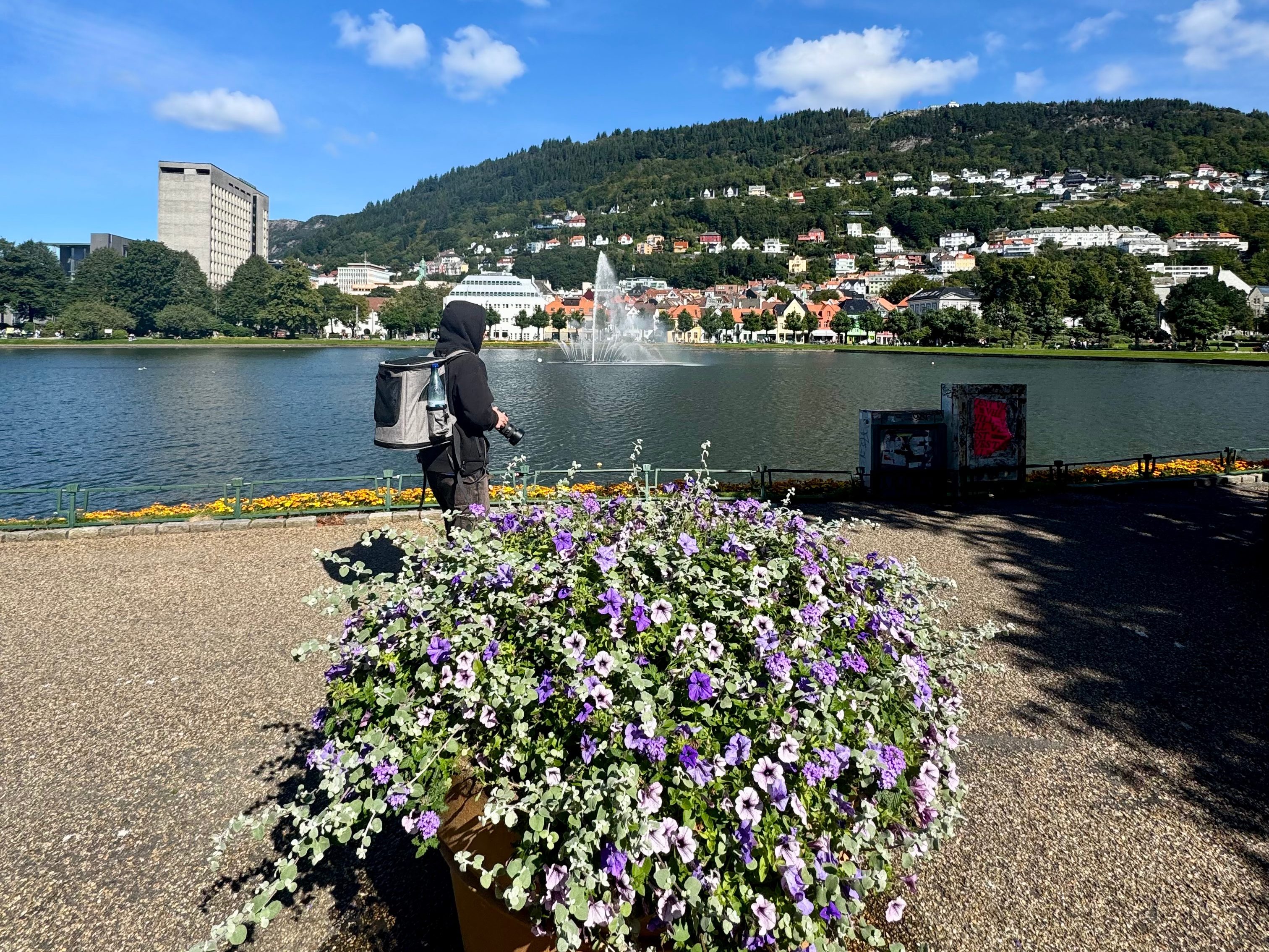 Fleurs à Bergen